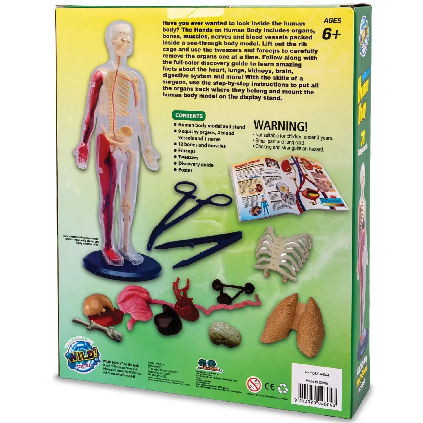 Human Body Model