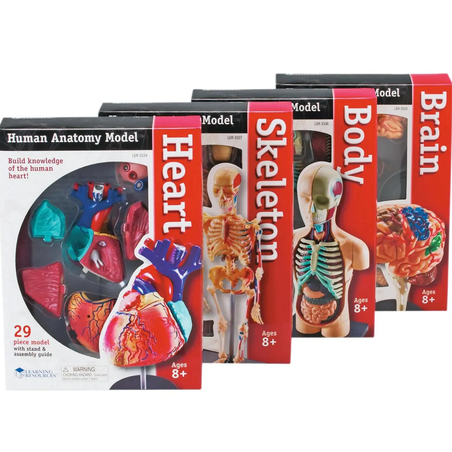 Learning Resources Model Anatomy Bundle Set Of 4