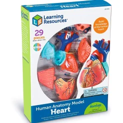 Learning Resources Model Heart Anatomy