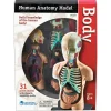 Learning Resources Model Human Body Anatomy